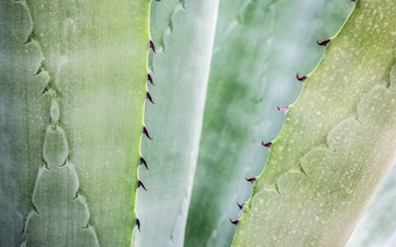 aloe vera