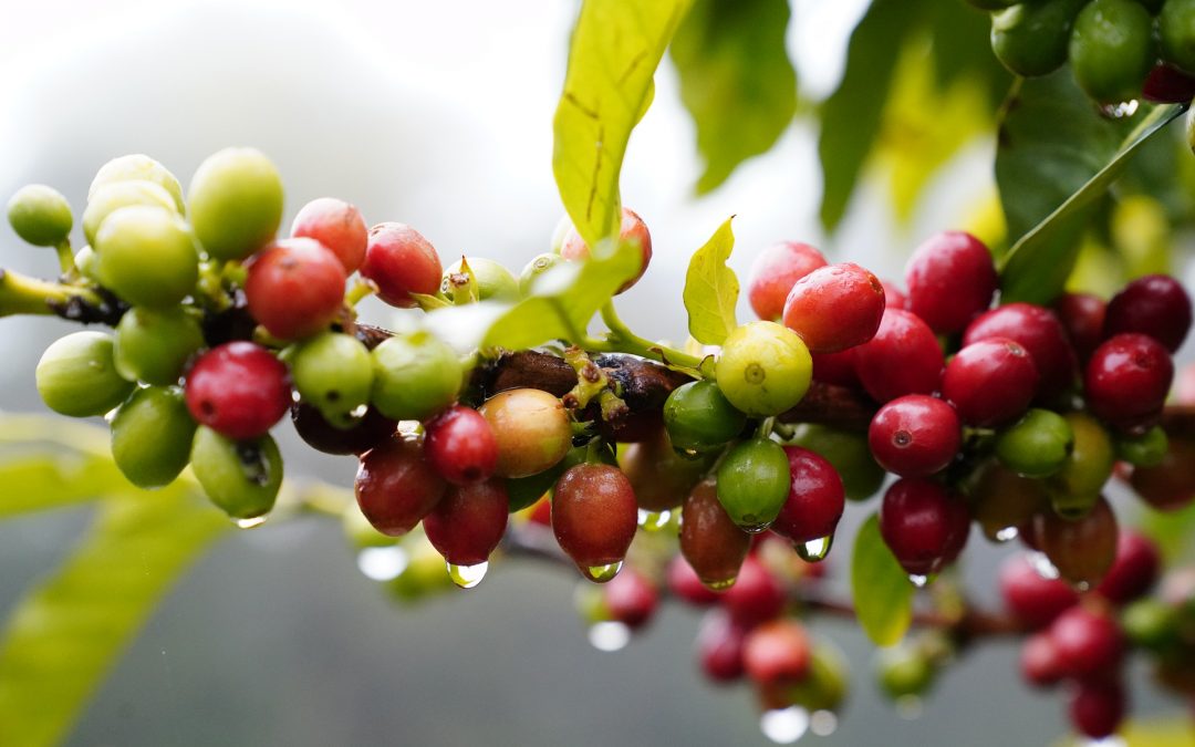 Cascara – the traditional food is finally authorized 