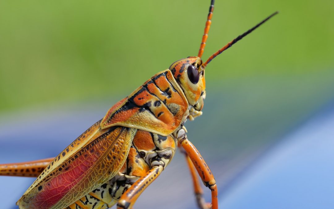 First Novel food approval for insects in supplements