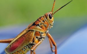 macro shot photography of brown grasshopper