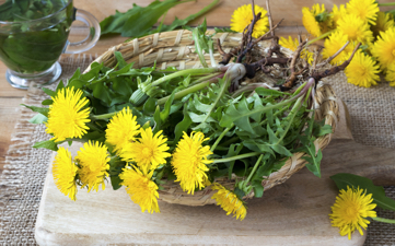 Dandelion root as traditional herbal medicine
