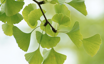 Ginkgo biloba extract classified as drug